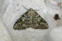 Cleorodes lichenaria