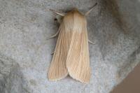 Mythimna pallens