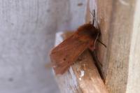 Phragmatobia fuliginosa