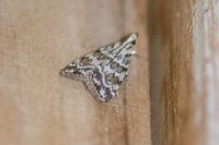 Scoparia pyralella