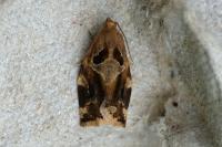 Archips xylosteana