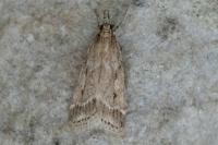 Eudonia pallida