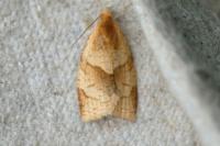 Clepsis rurinana