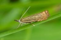 Chrysoteuchia culmella