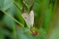 Rivula sericealis