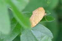 Camptogramma bilineata