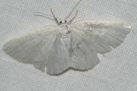 Cabera exanthemata