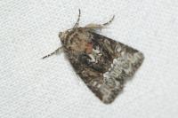 Oligia strigilis/versicolor