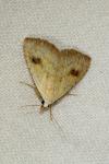 Rivula sericealis