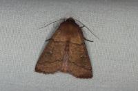 Mythimna turca