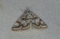 Nymphula nitidulata