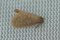 Bijugis bombycella