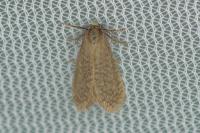 Bijugis bombycella