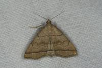 Herminia tarsicrinalis
