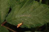 Nemophora degeerella