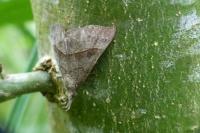Hypena proboscidalis