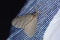 Sterrhopterix fusca