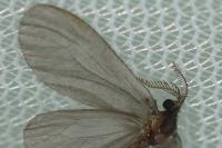 Sterrhopterix fusca