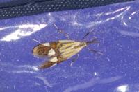 Alabonia geoffrella