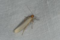 Eilema caniola