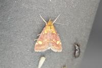 Pyrausta aurata