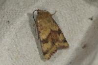 Heliothis viriplaca