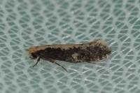 Monopis crocicapitella
