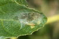 Choreutis nemorana