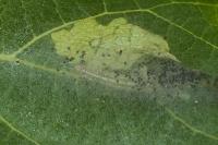 Choreutis nemorana