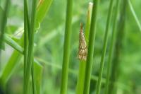 Chrysocrambus linetella