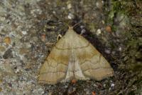 Herminia tarsicrinalis