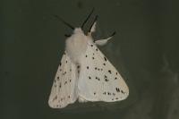 Spilosoma lubricipeda