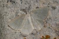 Cabera exanthemata