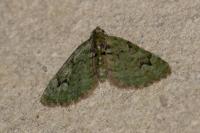 Chloroclystis v-ata