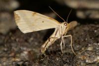 Gandaritis pyraliata