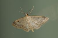 Idaea biselata