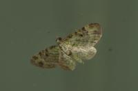 Pasiphila rectangulata