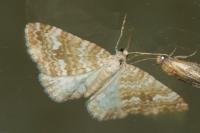 Perizoma flavofasciata