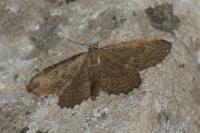 Philereme vetulata