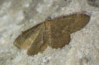 Philereme vetulata