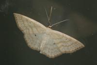 Scopula immutata