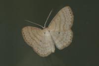 Scopula immutata