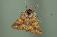 Conisania luteago