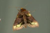 Diachrysia chrysitis