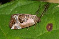 Elaphria venustula