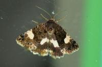 Tyta luctuosa