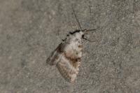 Meganola albula