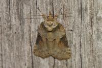 Nycteola revayana