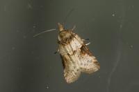 Nycteola revayana