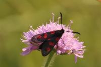 Zygaena trifolii